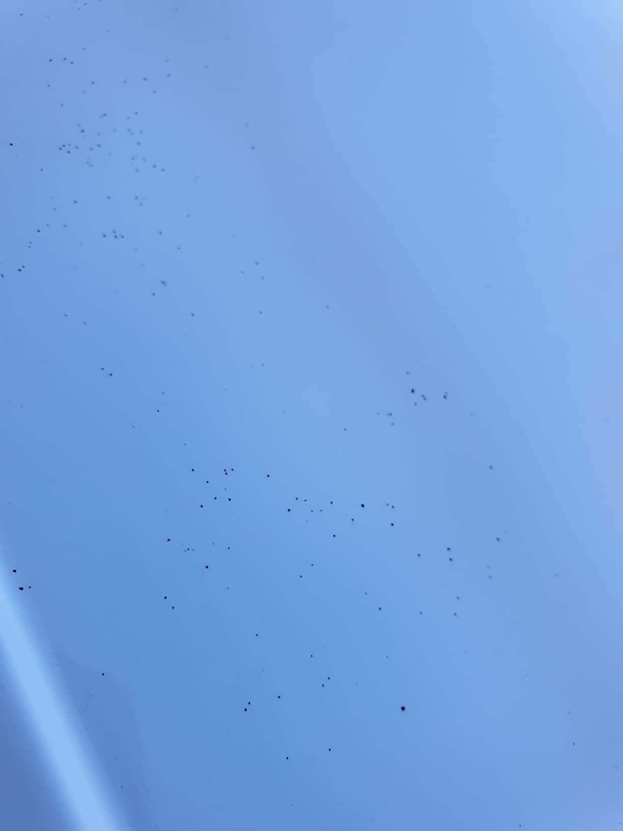 Sparer im Großgebinde